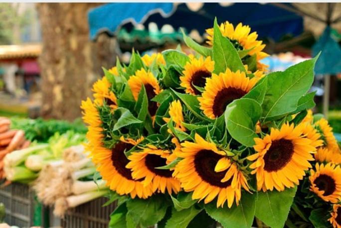 Gite Des Tournesols Oradour-Fanais Экстерьер фото
